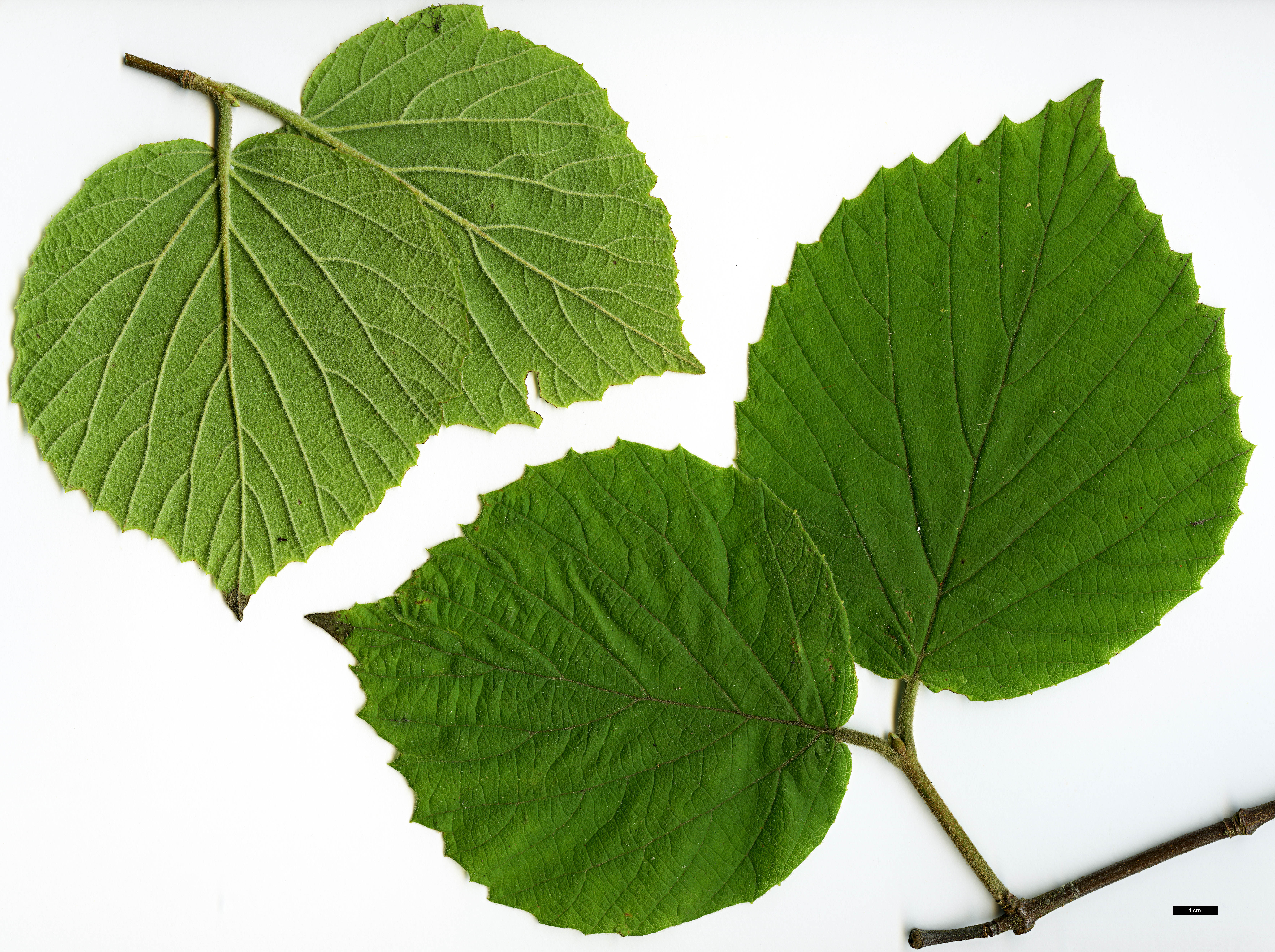 High resolution image: Family: Adoxaceae - Genus: Viburnum - Taxon: tiliifolium